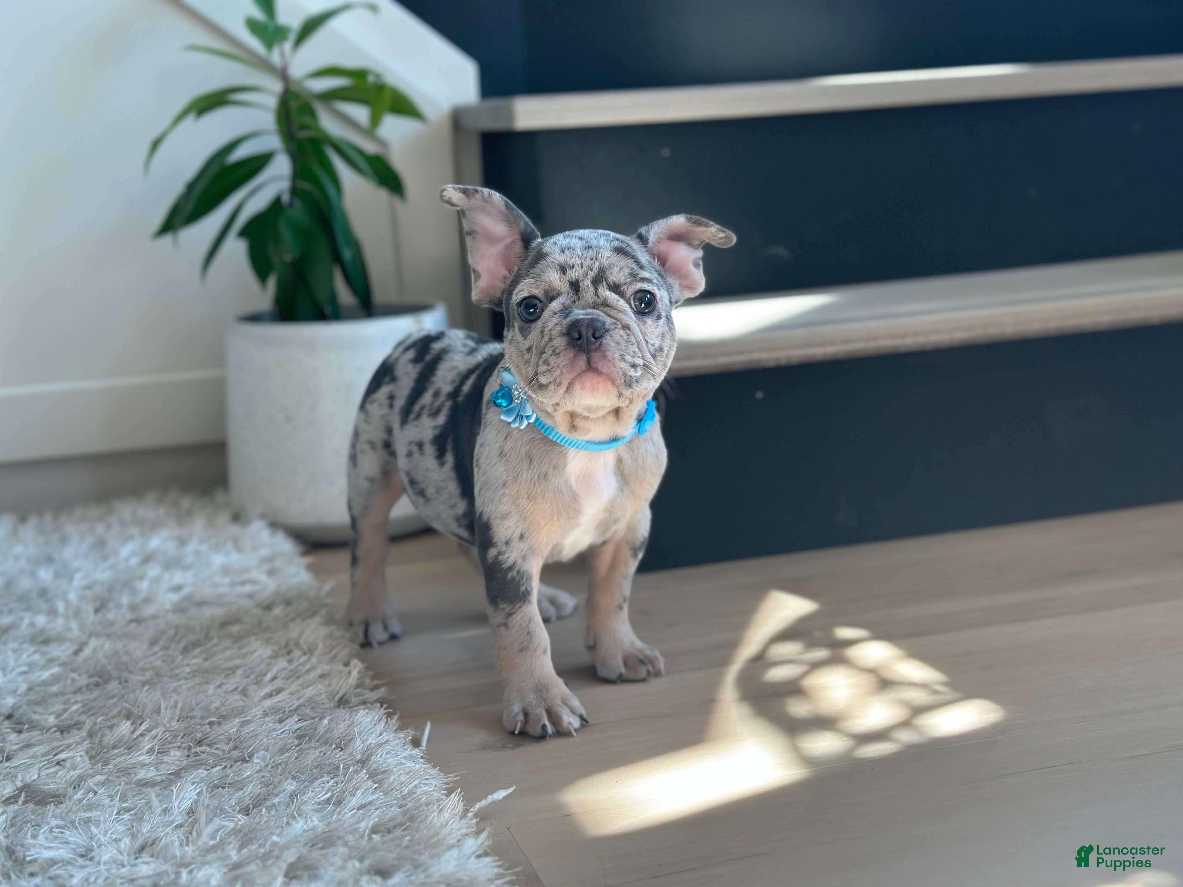 French Bulldog dogs Rolex - Ad 2