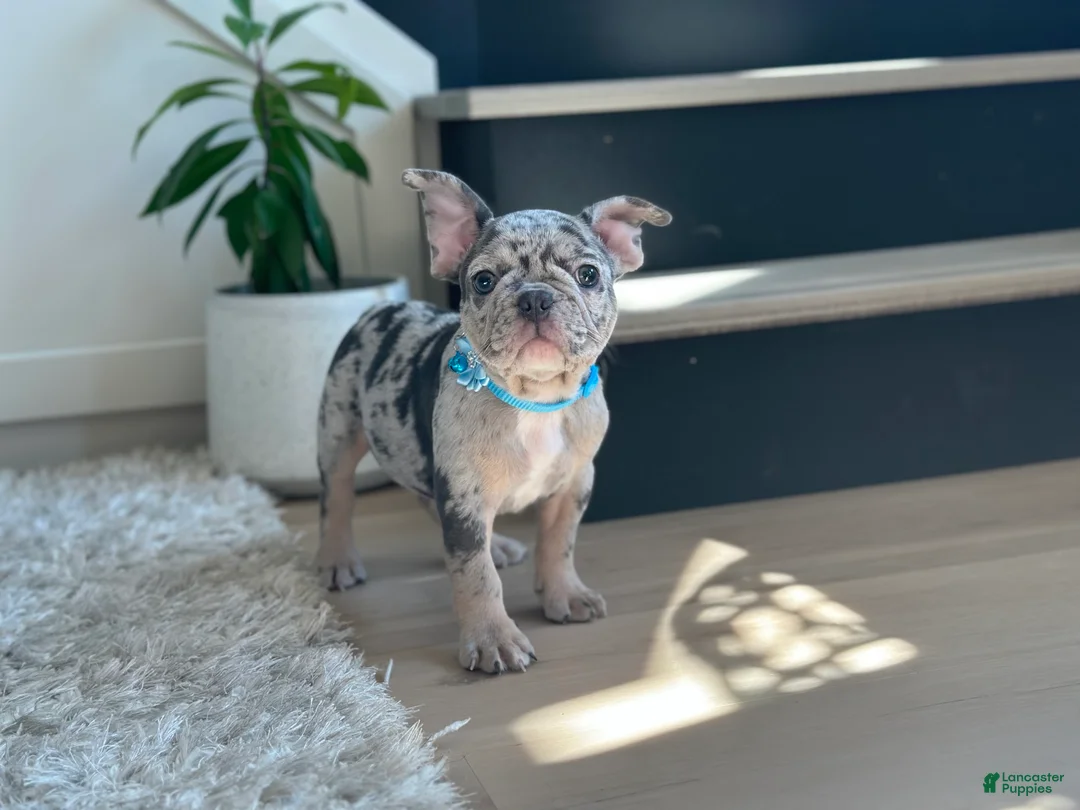 French Bulldog dogs for sale: Rolex - Ad 2