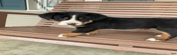 Greater Swiss Mountain Dog dogs for sale: Ben - Ad 16