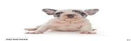 French Bulldog dogs for sale: Lily - Ad 2