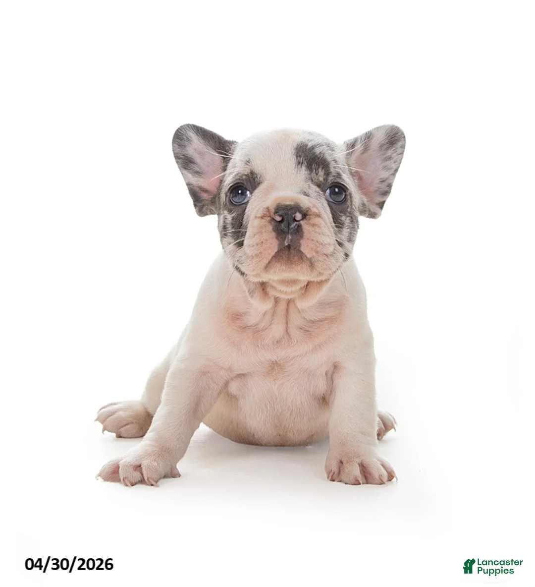French Bulldog dogs for sale: Lily - Ad 2