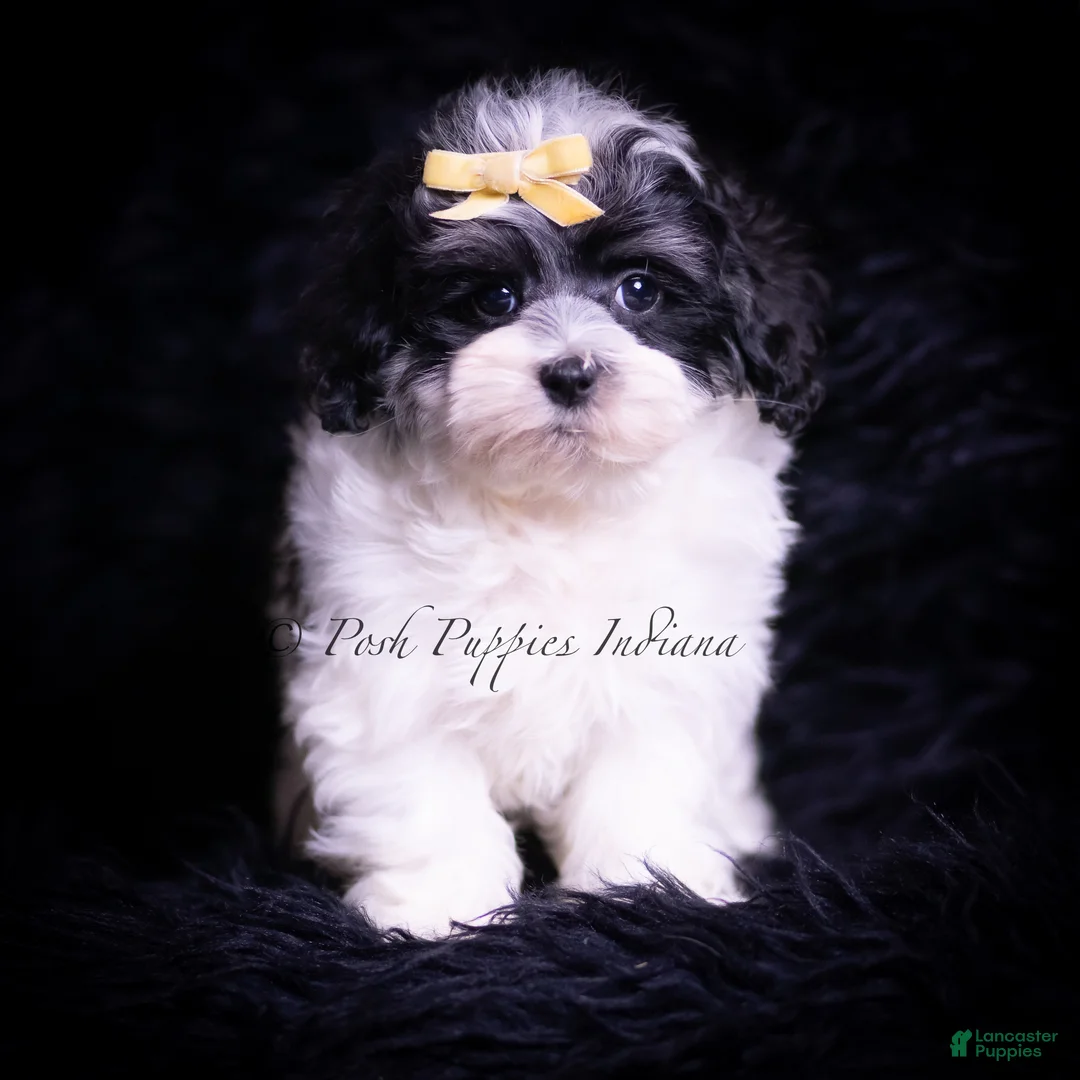 Maltipoo dogs for sale: Vision F1 - Ad 2