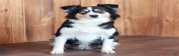 Miniature Australian Shepherd dogs for sale: Jett - Ad 6