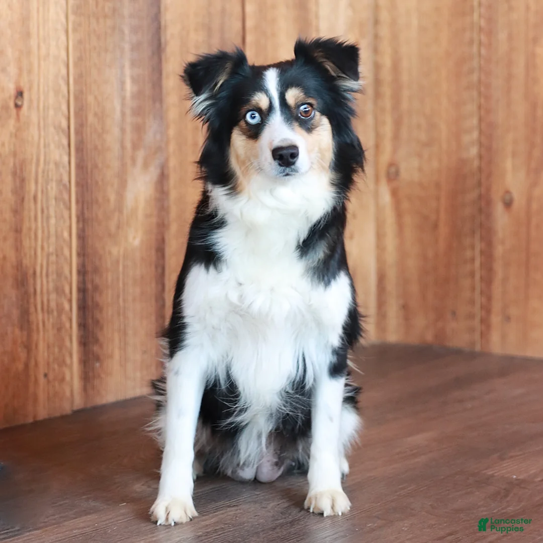 Miniature Australian Shepherd dogs for sale: Jack  - Ad 6