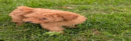 Toy Poodle dogs for sale: June - Ad 3