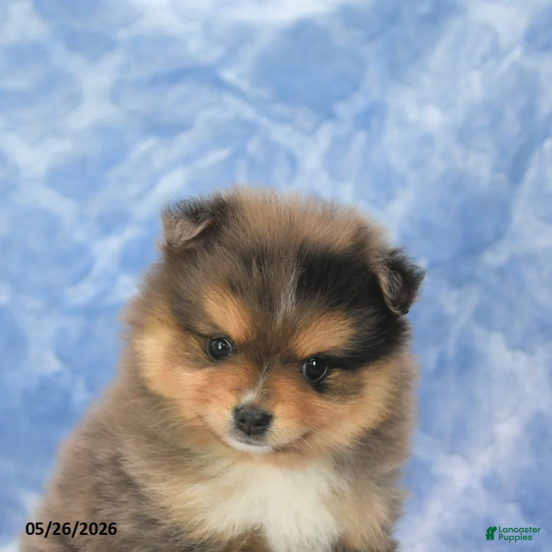 Pomeranian dogs for sale: Shayla - Ad 5
