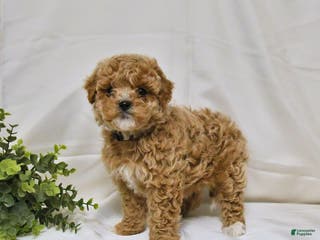 Bichpoo dogs Sandy - Ad 29