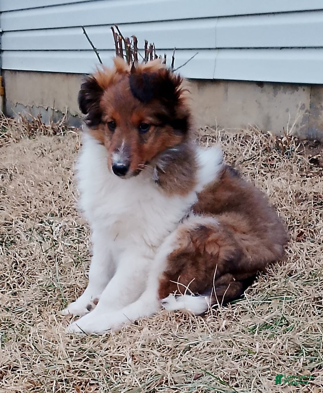 Shetland Sheepdog dogs Eddie - Ad 24