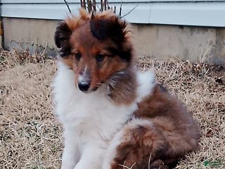 Shetland Sheepdog dogs Eddie - Ad 23