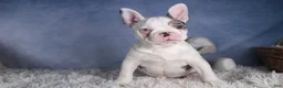 Frenchton dogs for sale: ISAAC - Ad 5