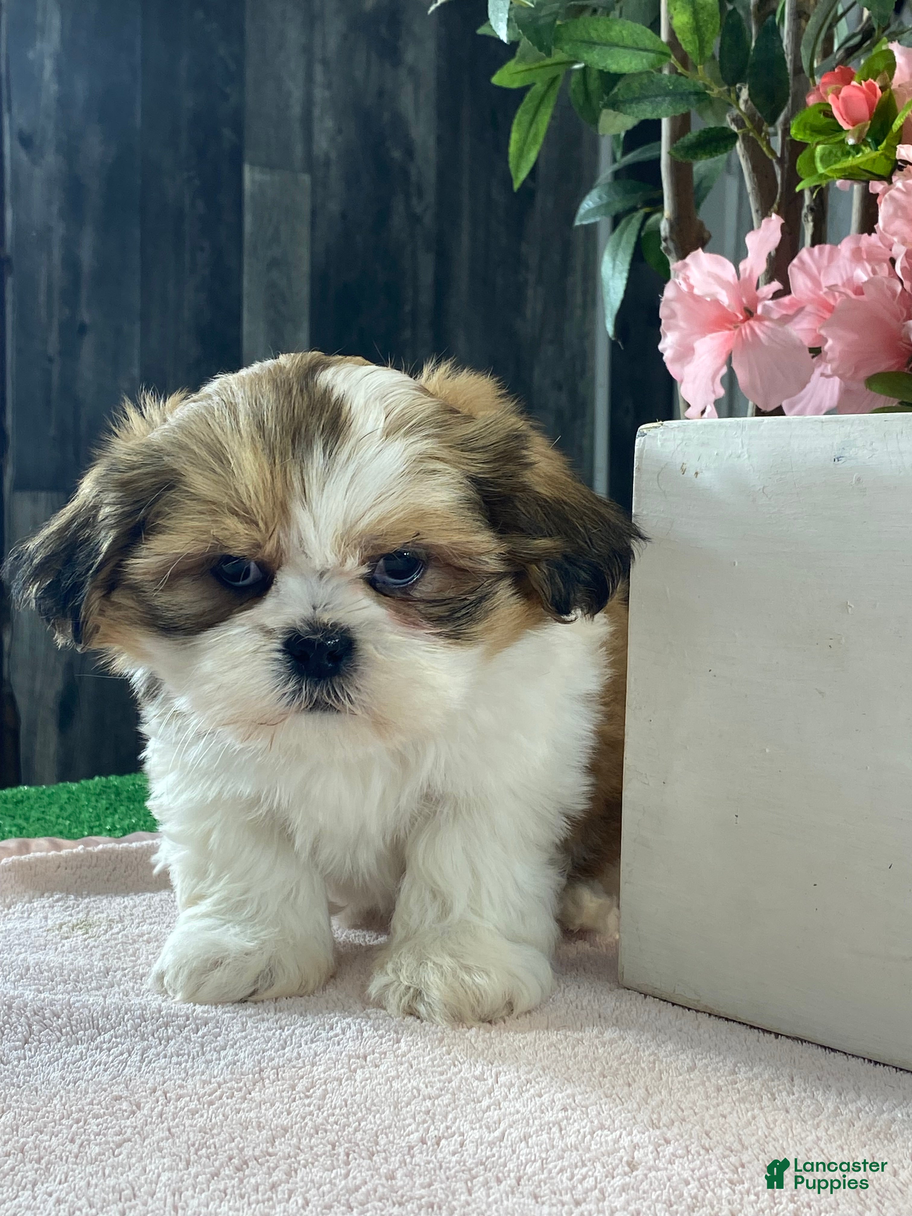 Mixed Breed dogs Olive  - Ad 25