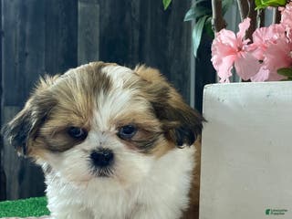 Mixed Breed dogs Olive - Ad 25