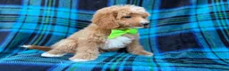 Cavapoo dogs for sale: Astor - Ad 3