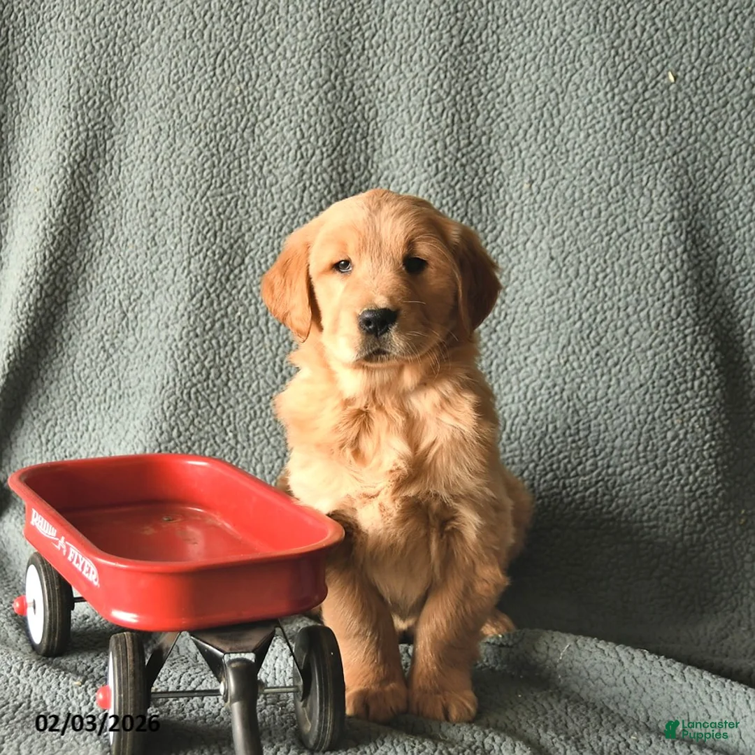 Golden Retriever dogs for sale: Koda  - Ad 1
