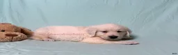 Golden Retriever dogs for sale: Maggie - Ad 3