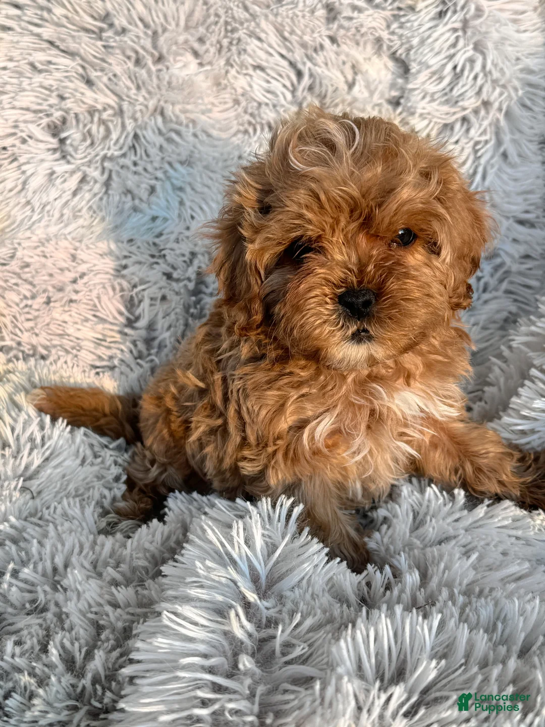 Cavapoo dogs for sale: Teddy - Ad 3