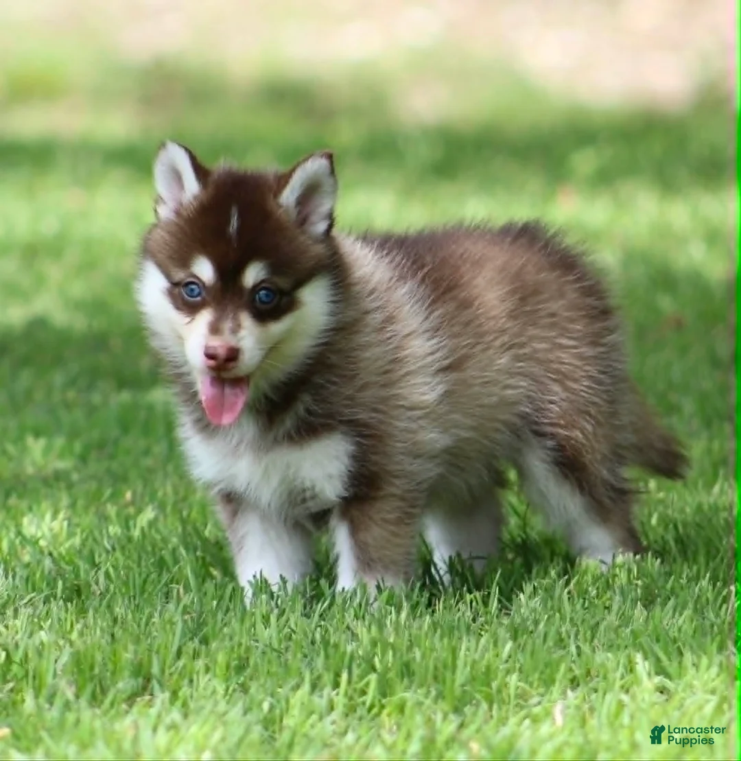 Pomsky dogs for sale: Cosmo - Ad 1