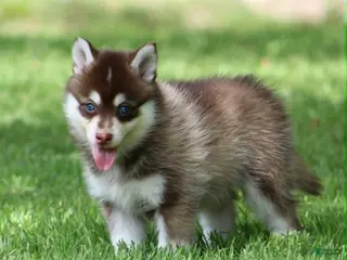 Pomsky dogs for sale: Cosmo - Ad 1