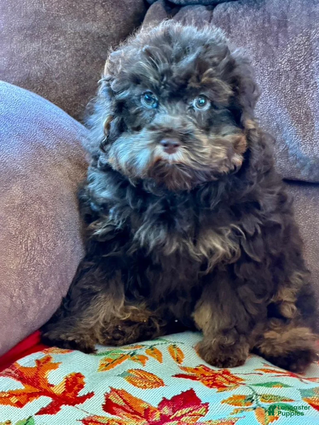 Cockapoo dogs for sale: Snickers  - Ad 3