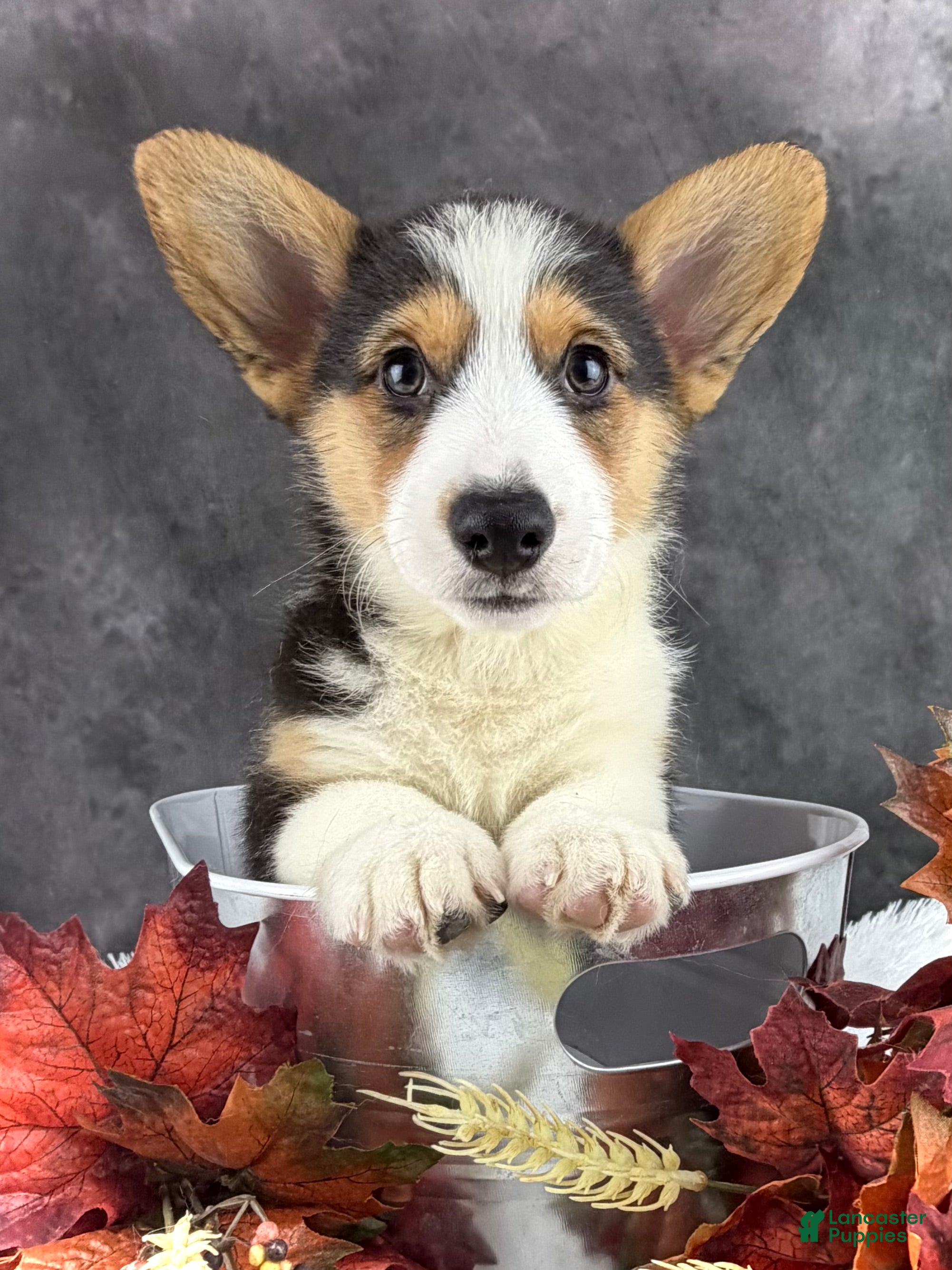 Welsh Corgi Pembroke dogs Cooper natural bobtail - Ad 1