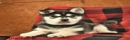 Alaskan Klee Kai dogs for sale: Togo  - Ad 3
