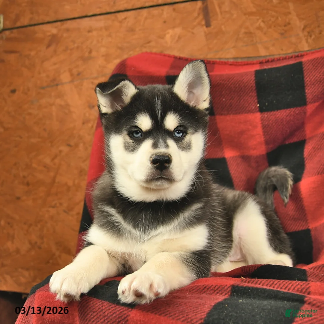 Alaskan Klee Kai dogs for sale: Togo  - Ad 3