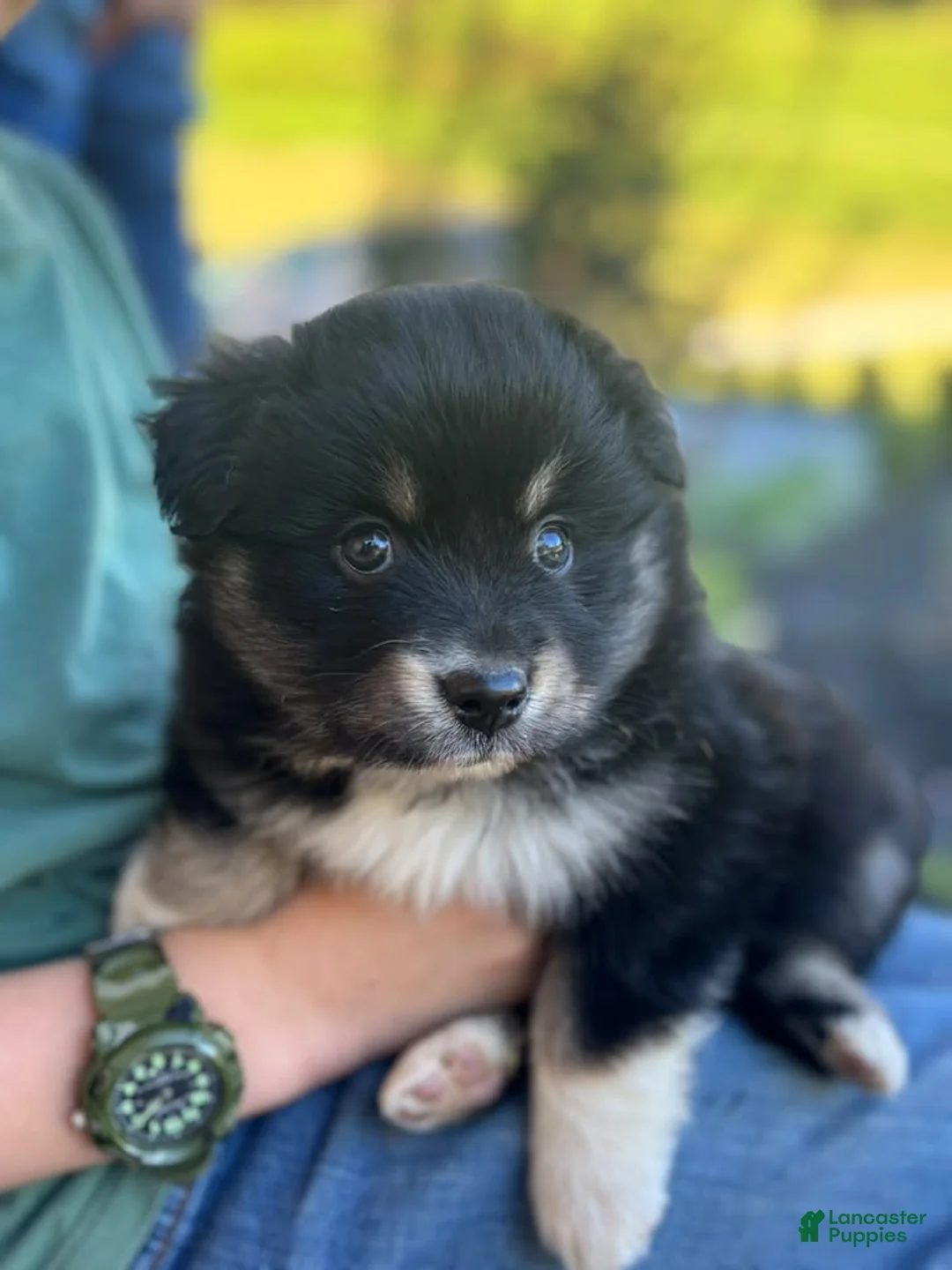 Miniature Australian Shepherd dogs for sale: Maggie - Ad 1