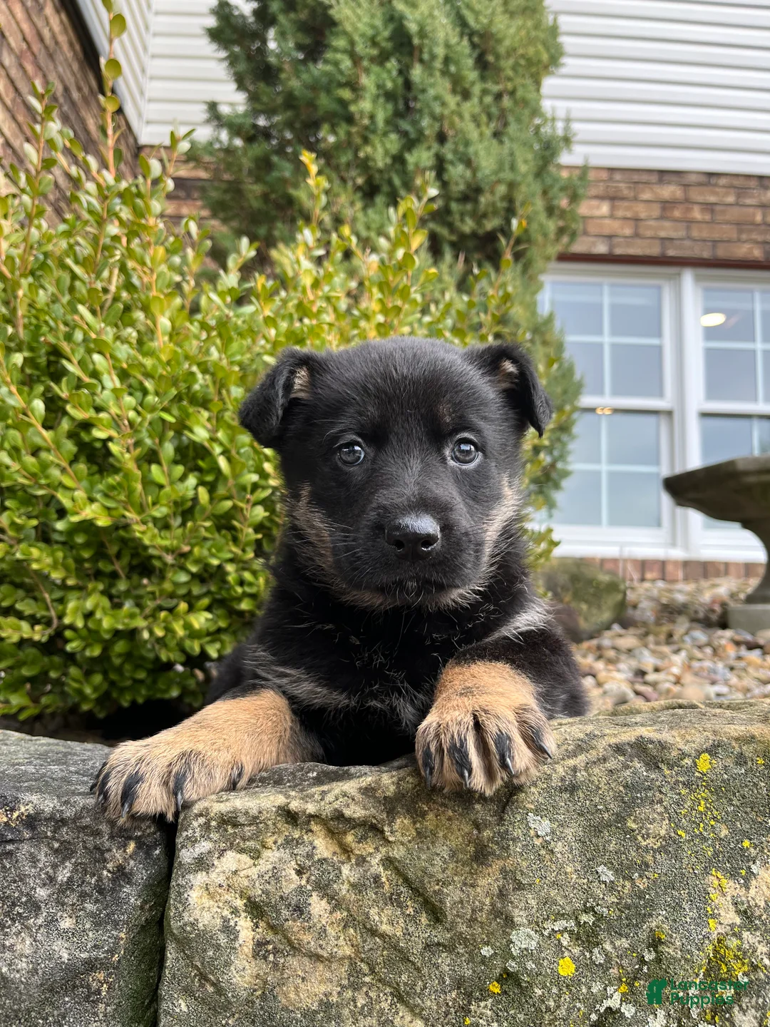 German Shepherd dogs for sale: Juno - Ad 6