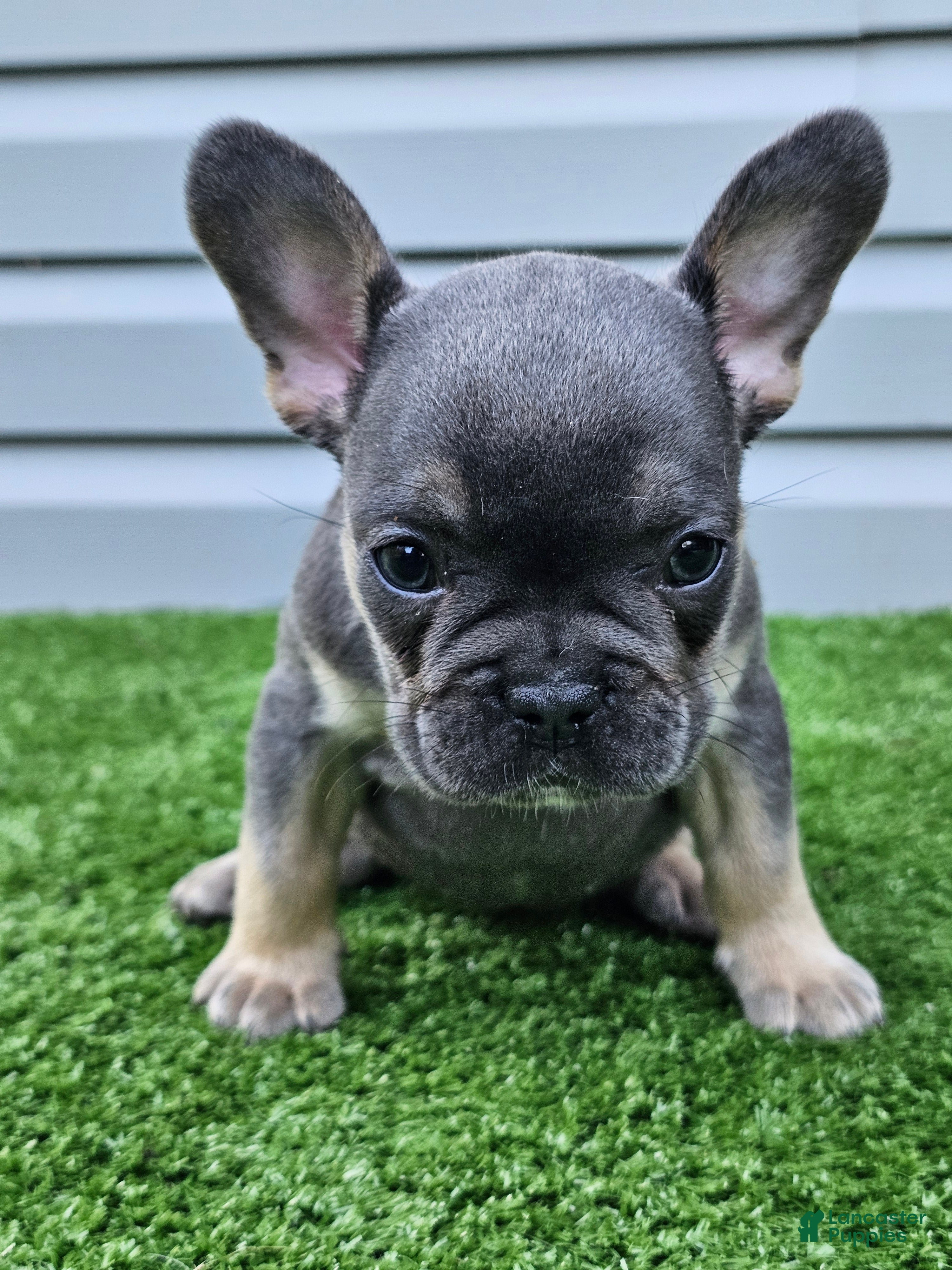 French Bulldog dogs Marina - Ad 2