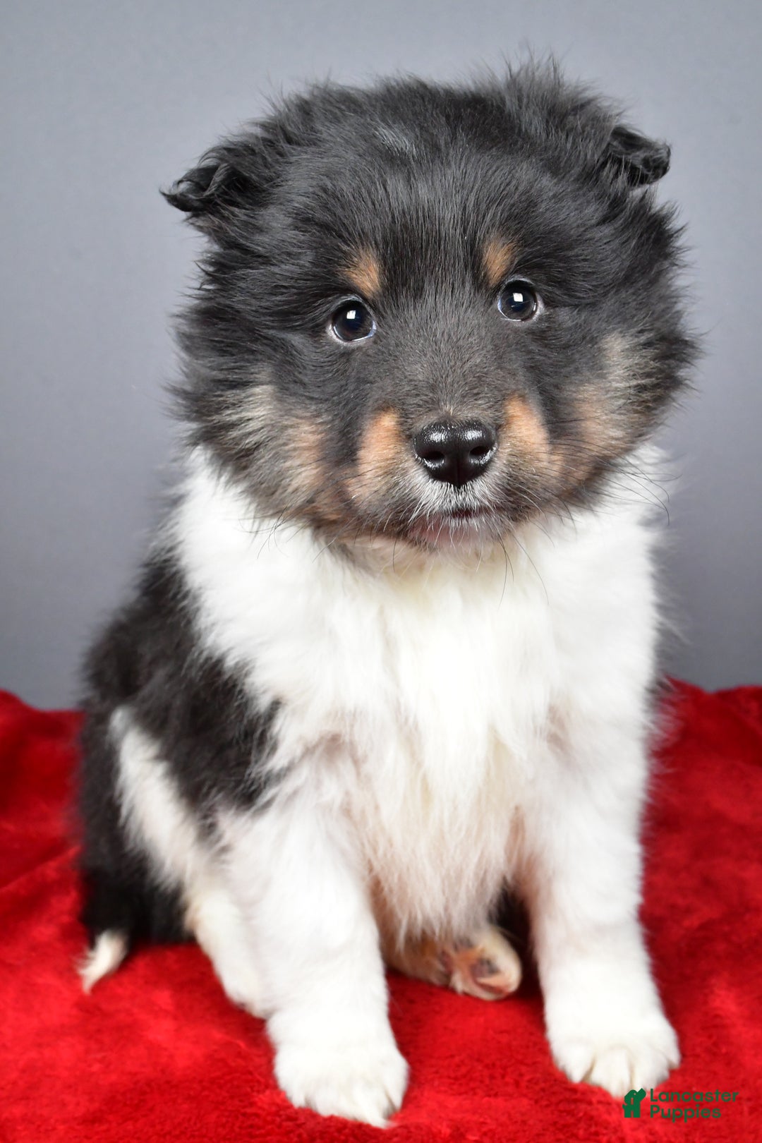 Shetland Sheepdog dogs for sale: Trixie - Ad 3