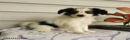 Papillon dogs for sale: Rascal - Ad 3