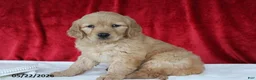 Golden Retriever dogs for sale: Rose   - Ad 3