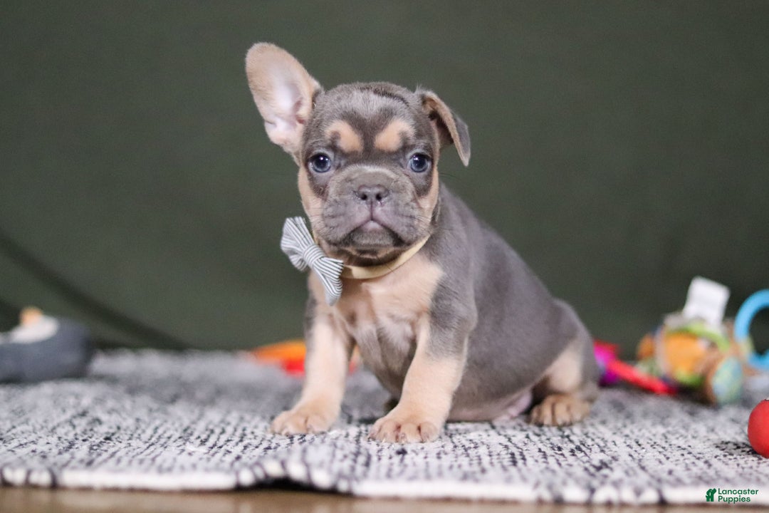 French Bulldog dogs for sale: Bryce - Ad 4