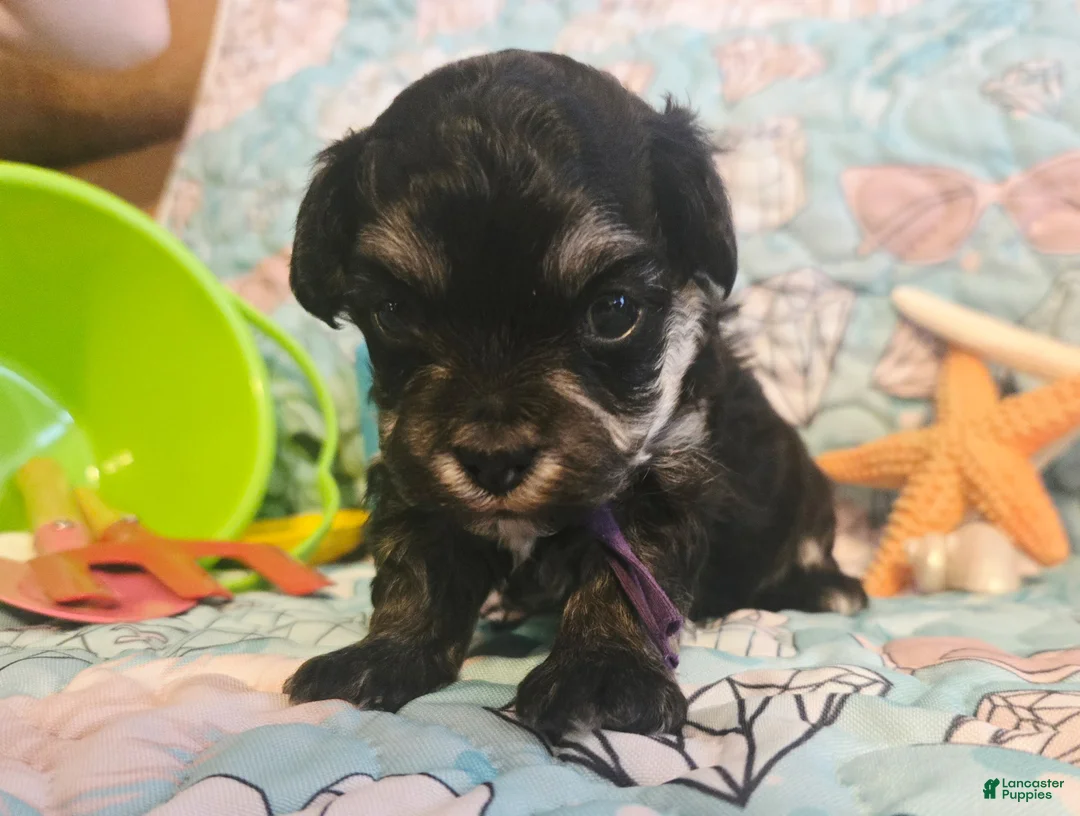 Toy Poodle dogs for sale: Daizie - Ad 1