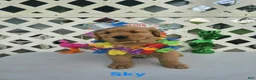 Golden Retriever dogs for sale: Sky - Ad 3