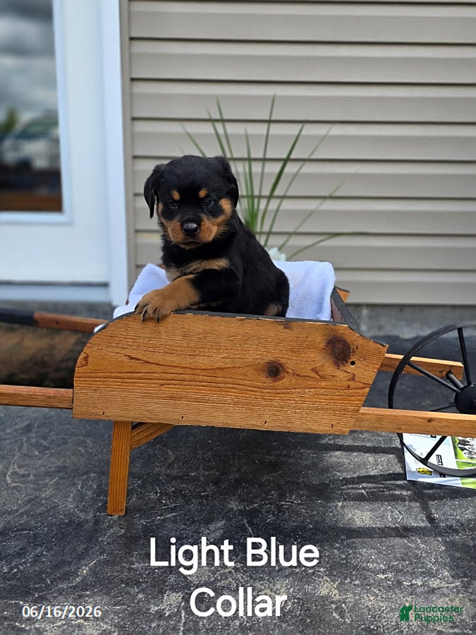 Rottweiler dogs Cowboy - Ad 20