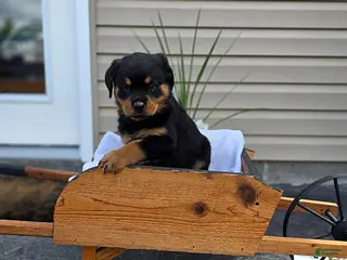 Rottweiler dogs Cowboy - Ad 20