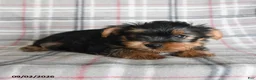 Yorkshire Terrier dogs for sale: Egg Roll - Ad 5