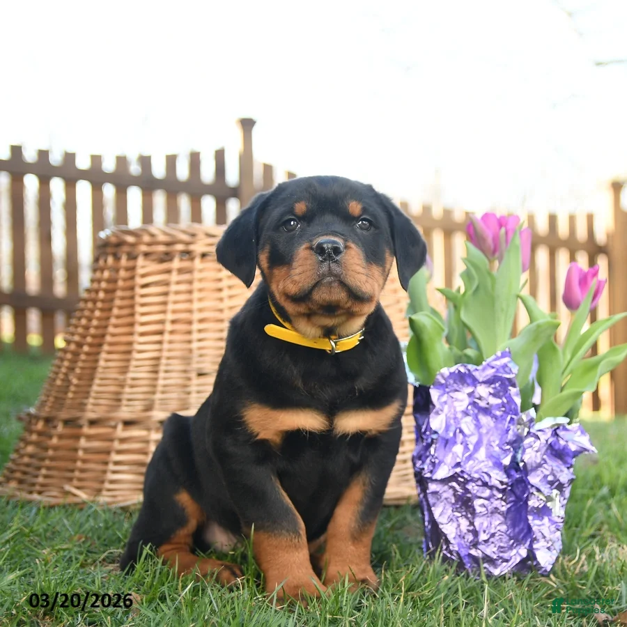 Rottweiler dogs Lark  - Ad 1