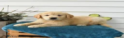 Golden Retriever dogs for sale: Millie - Ad 3