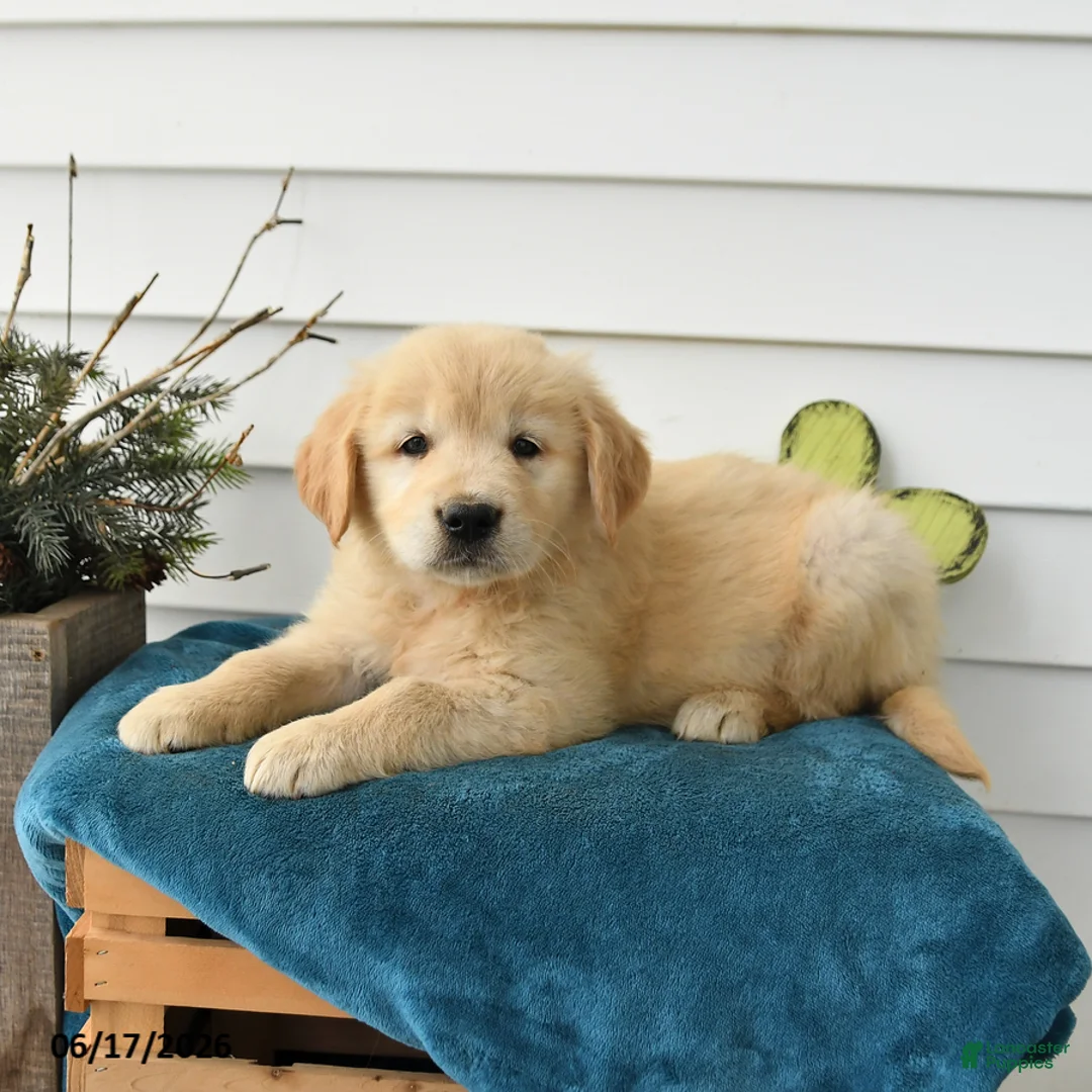 Golden Retriever dogs for sale: Millie - Ad 3