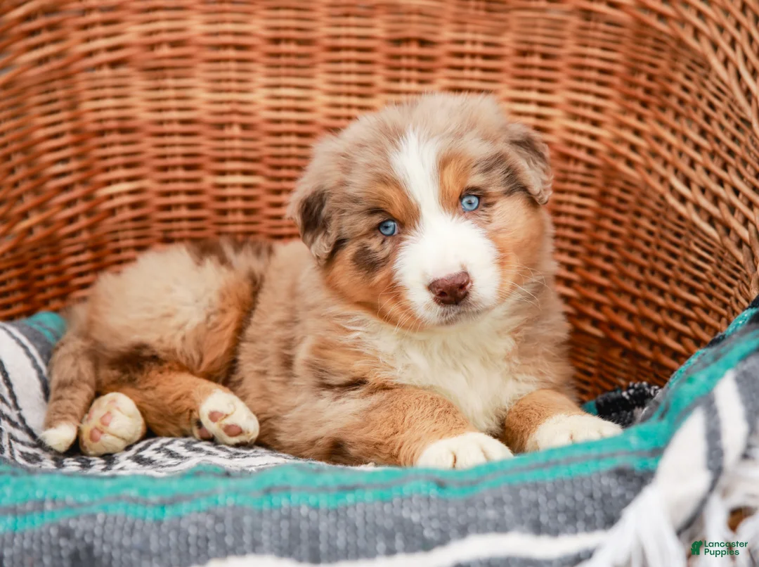 Australian Shepherd dogs for sale: Rufas - Ad 2