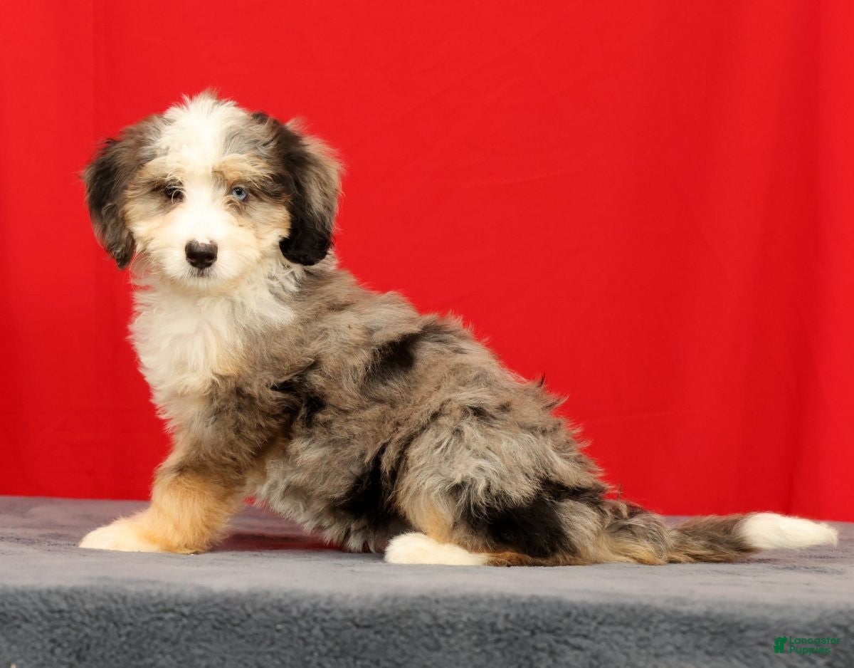 Mini Bernedoodle dogs Beauty - Ad 2