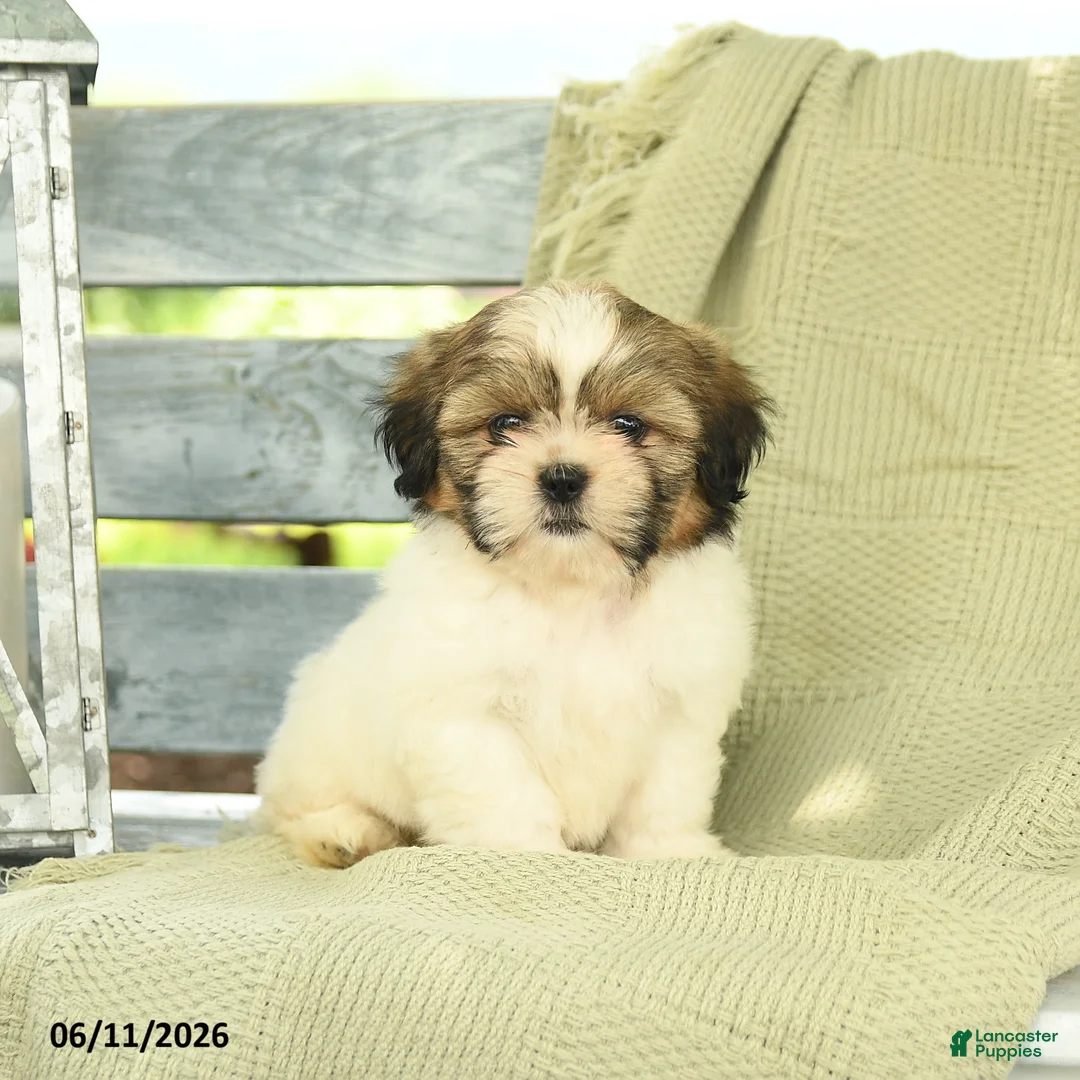 Shih Tzu dogs for sale: Hayden - Ad 1