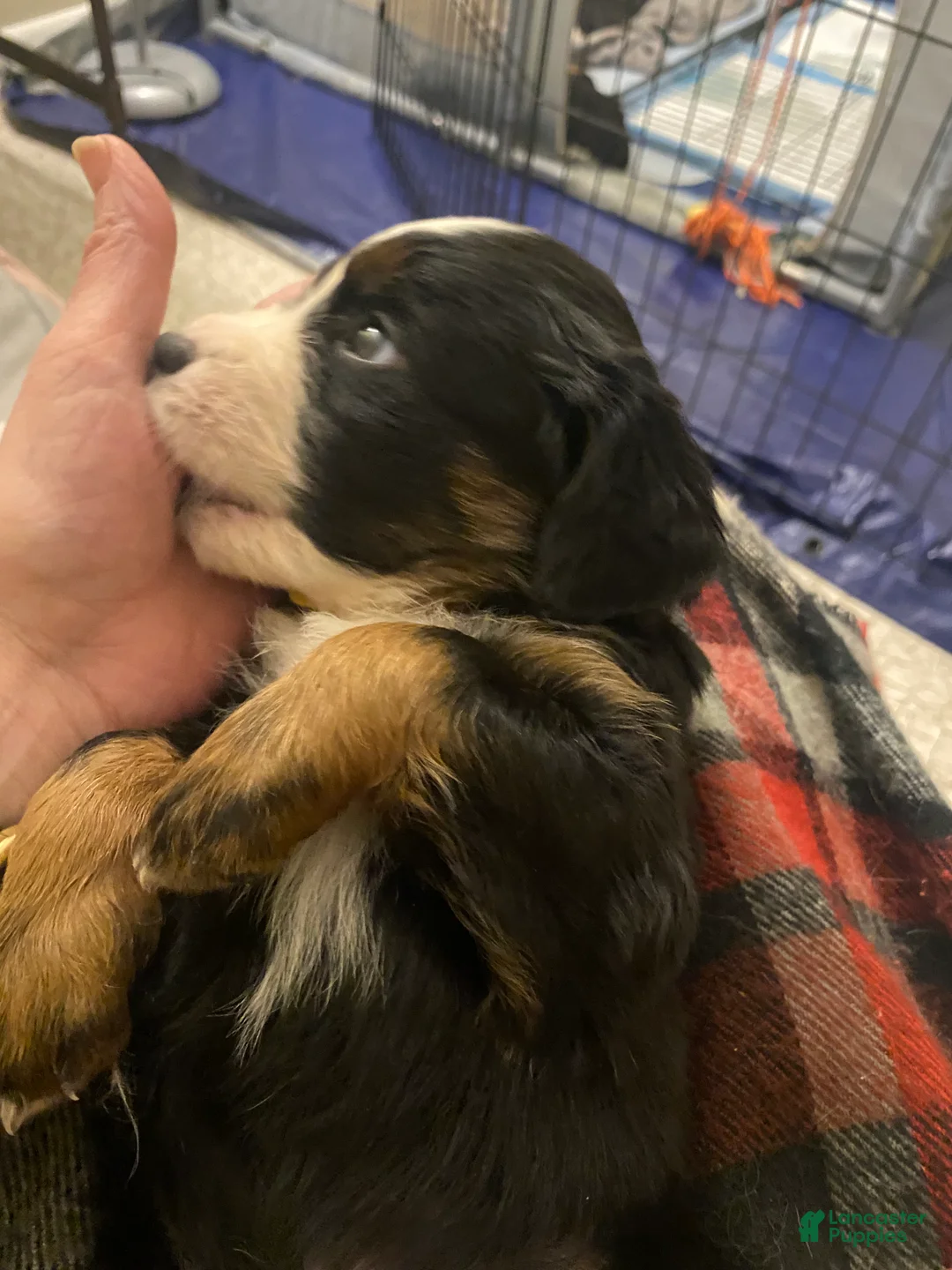 Bernedoodle dogs for sale: Bernedoodle Puppy 4 - Ad 13
