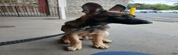 Belgian Malinois dogs for sale: Phoenix  - Ad 2