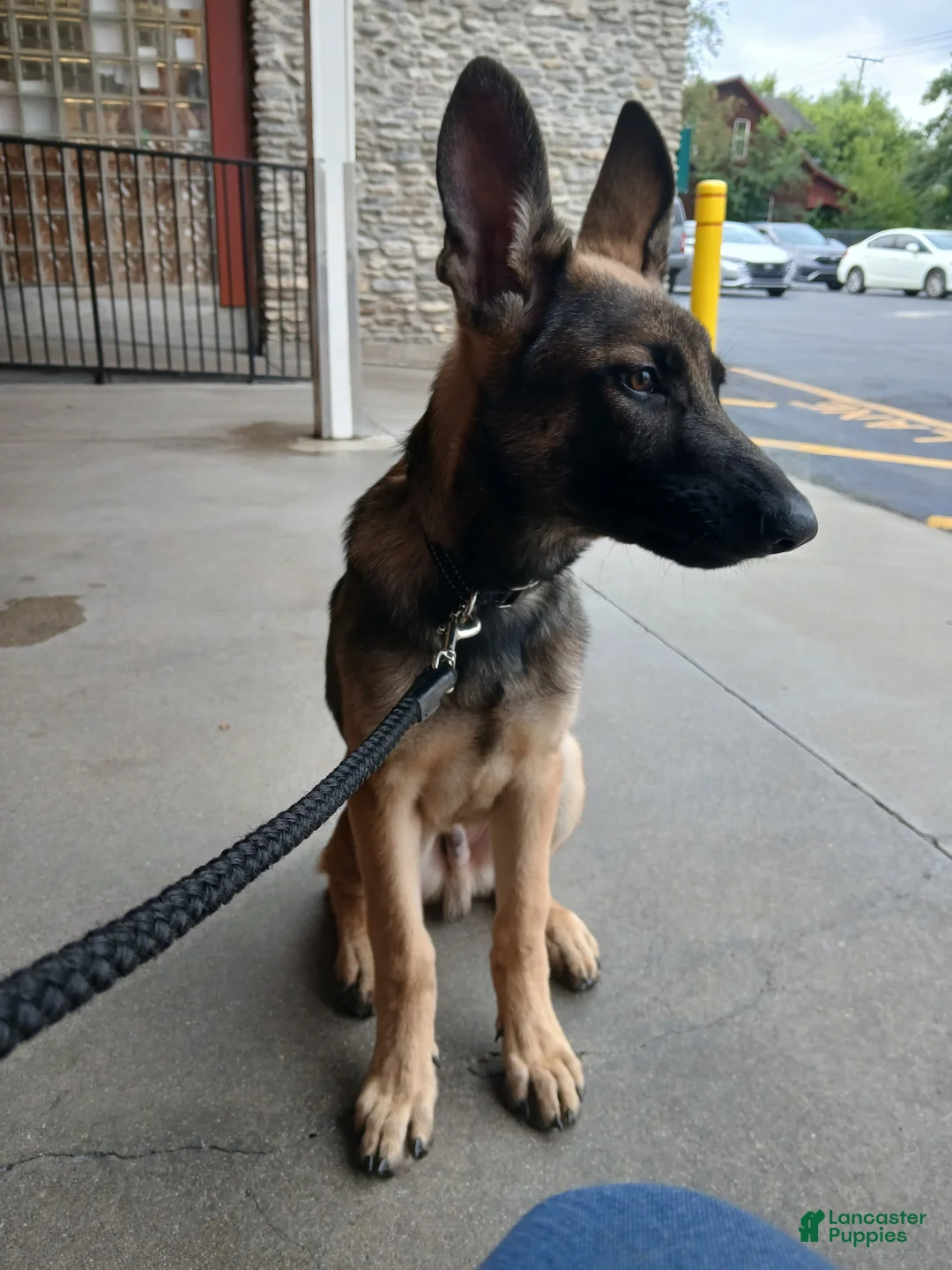 Belgian Malinois dogs for sale: Phoenix  - Ad 2