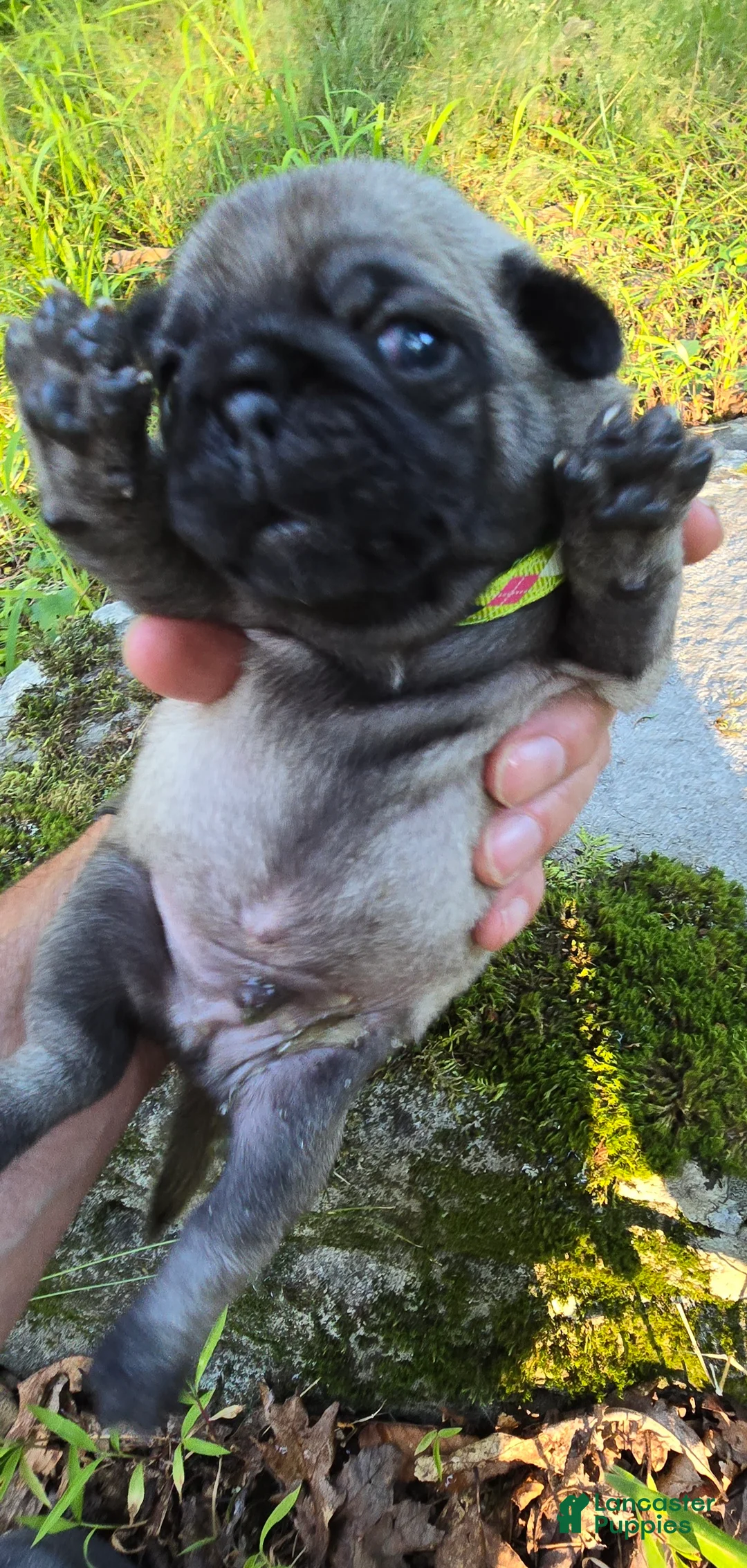 Pug dogs for sale: Luke - Ad 1