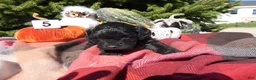 Cavapoo dogs for sale: Cavapoo 4 Duffy - Ad 4