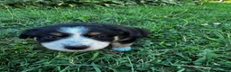 Australian Shepherd dogs for sale: Stripe - Ad 5